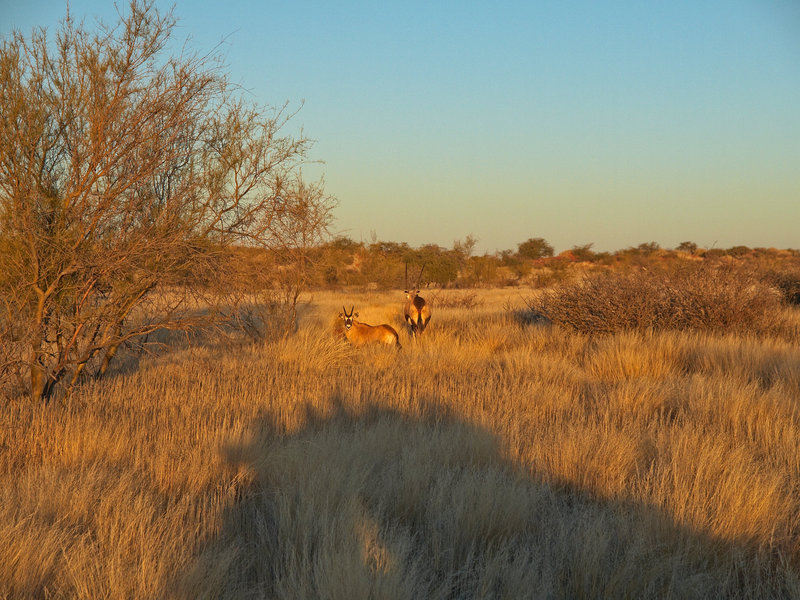 Oryx, Kalahari